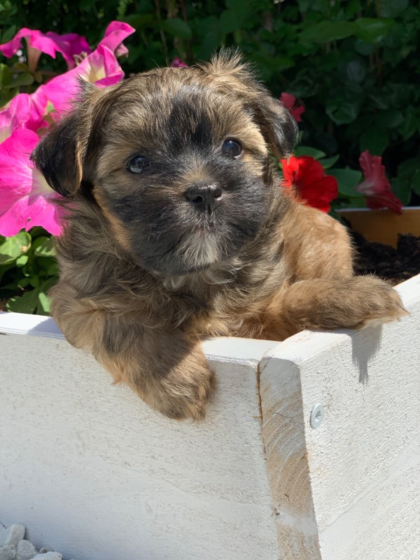 Massivus Angels kennel
