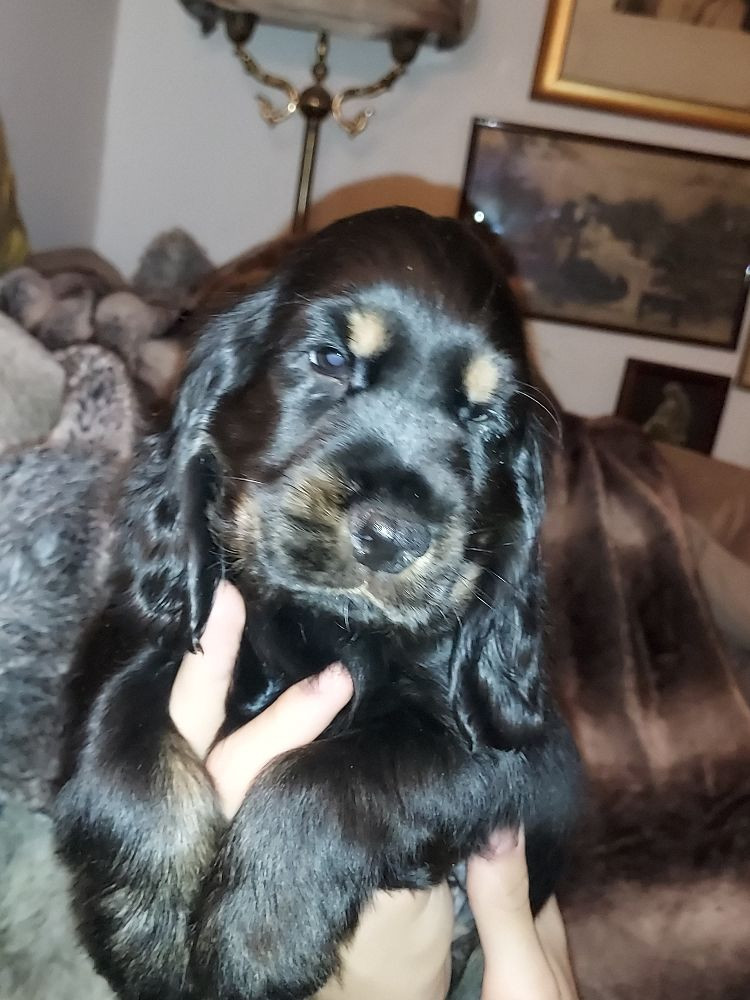 Valentinas Glam Dogs