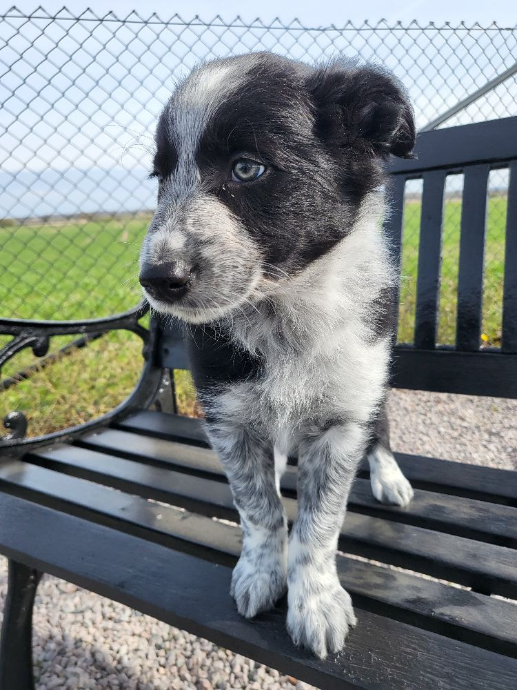 Border collie