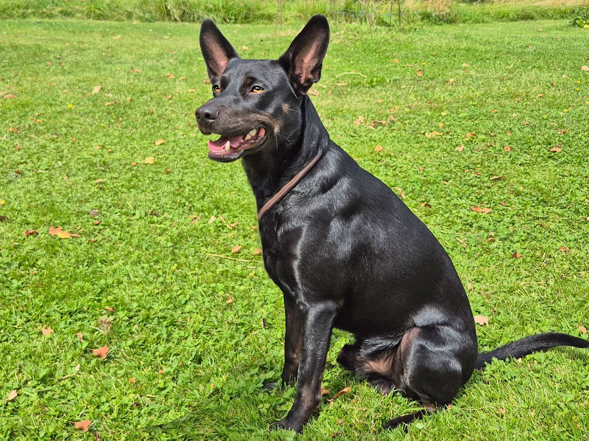 Xoloitzcuintle