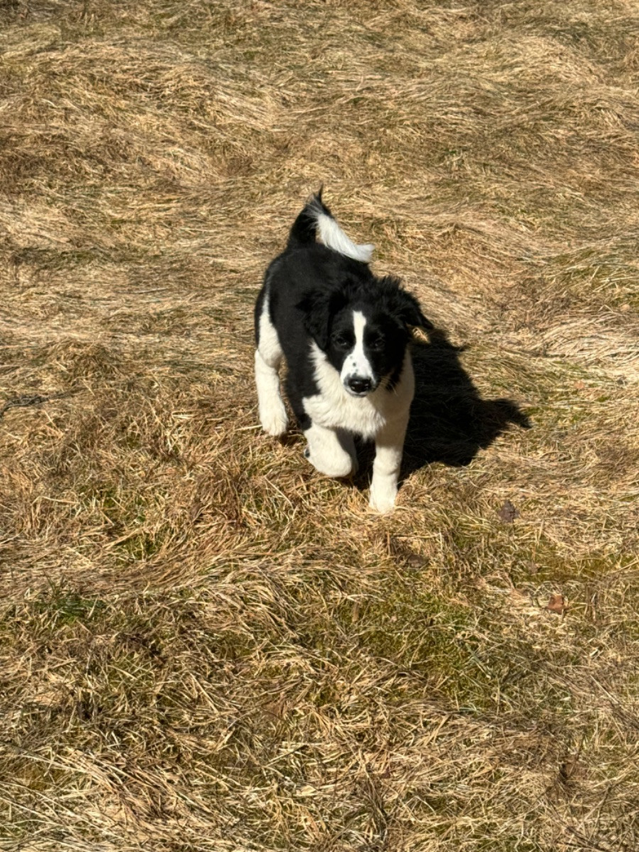 Isadoras Pudel och Cockerpoo