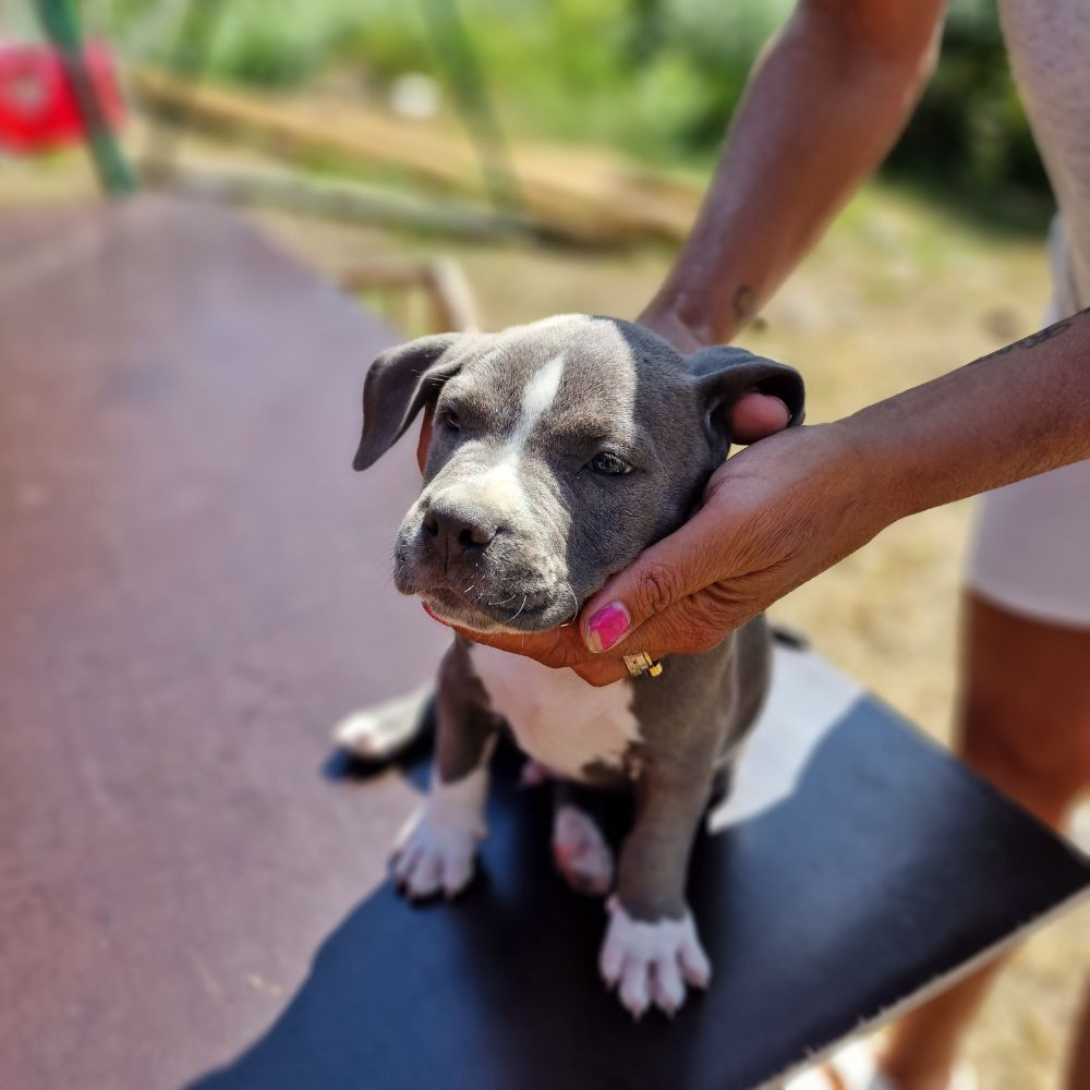 S-möja Bully