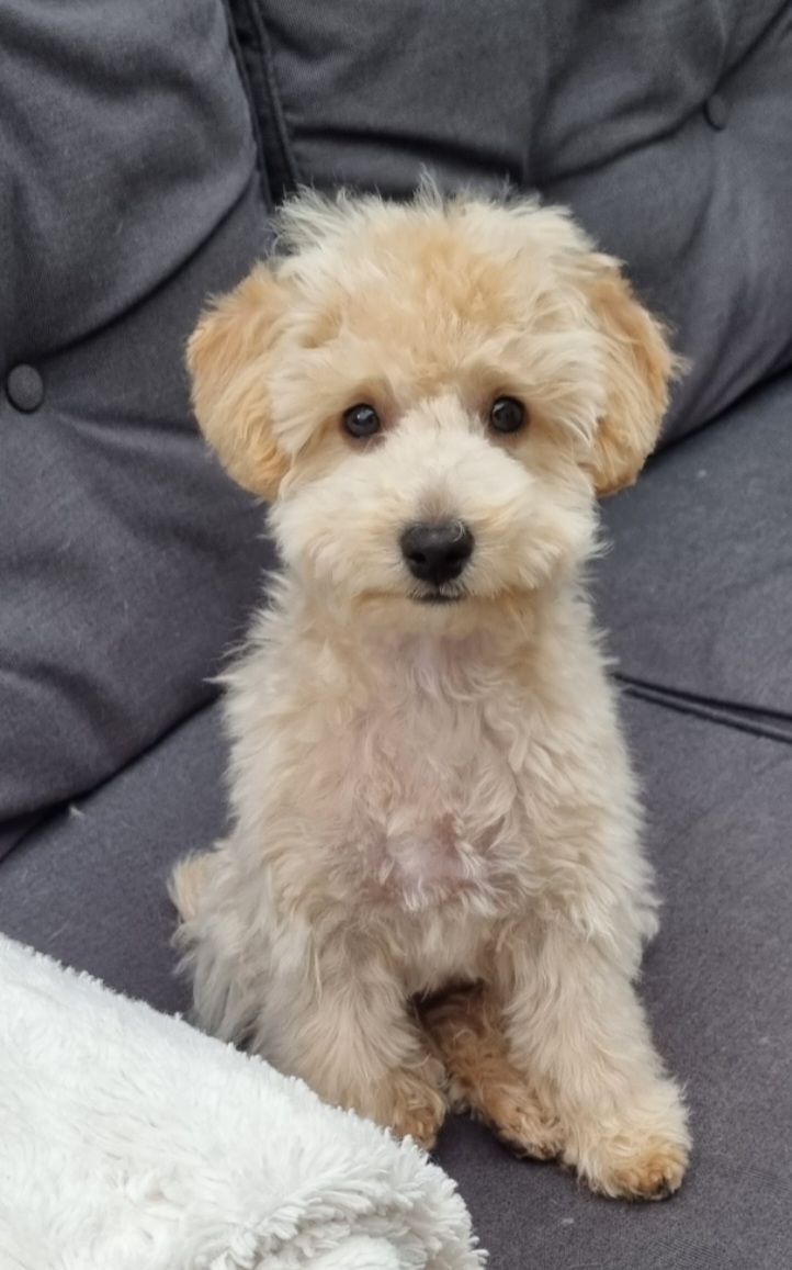 Maltipoo