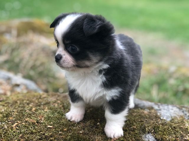 Fluffers