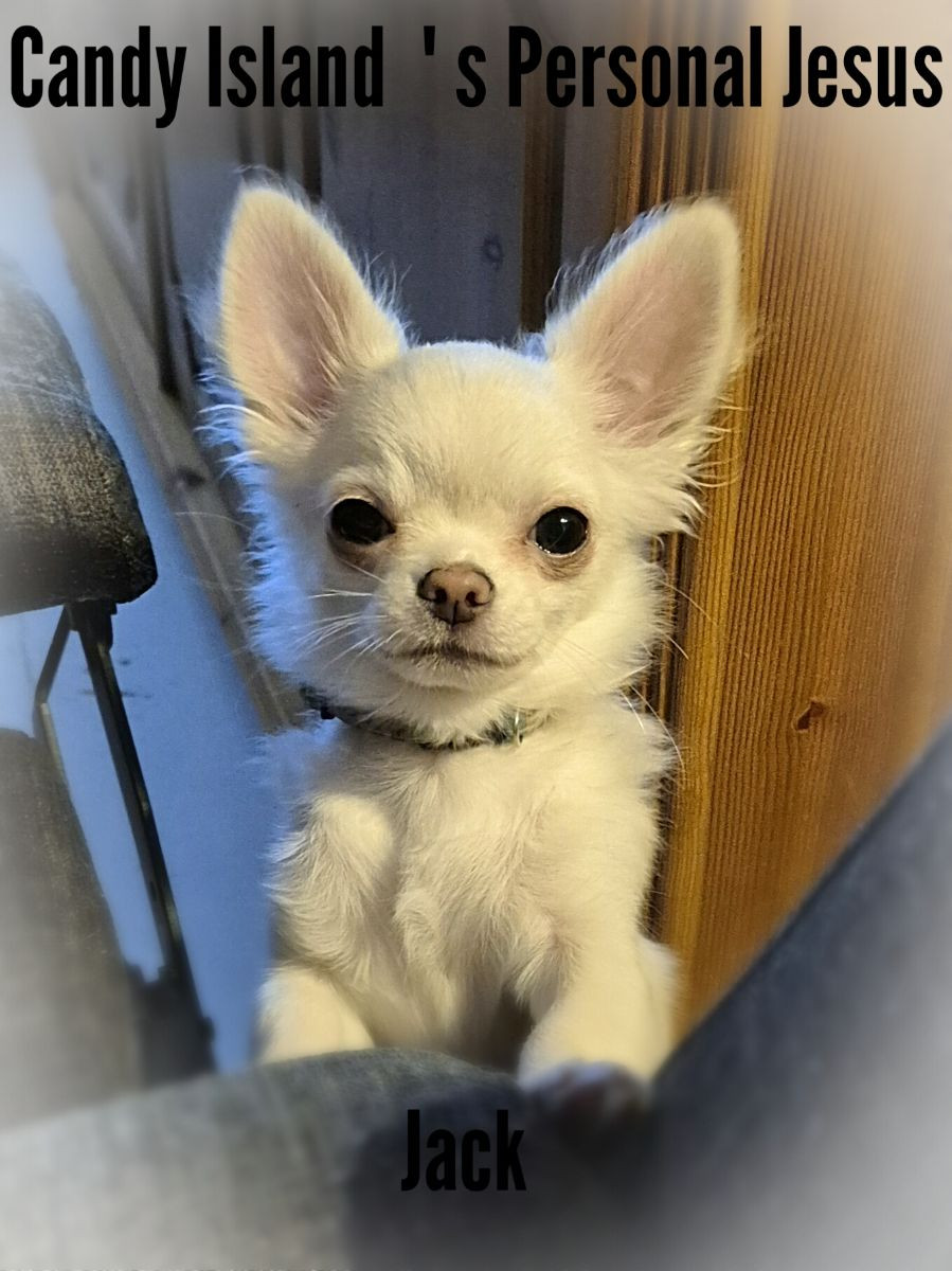 Chihuahua