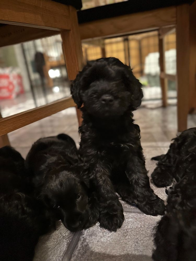 Babsan hund och kattklipp , babsans cockerpoo
