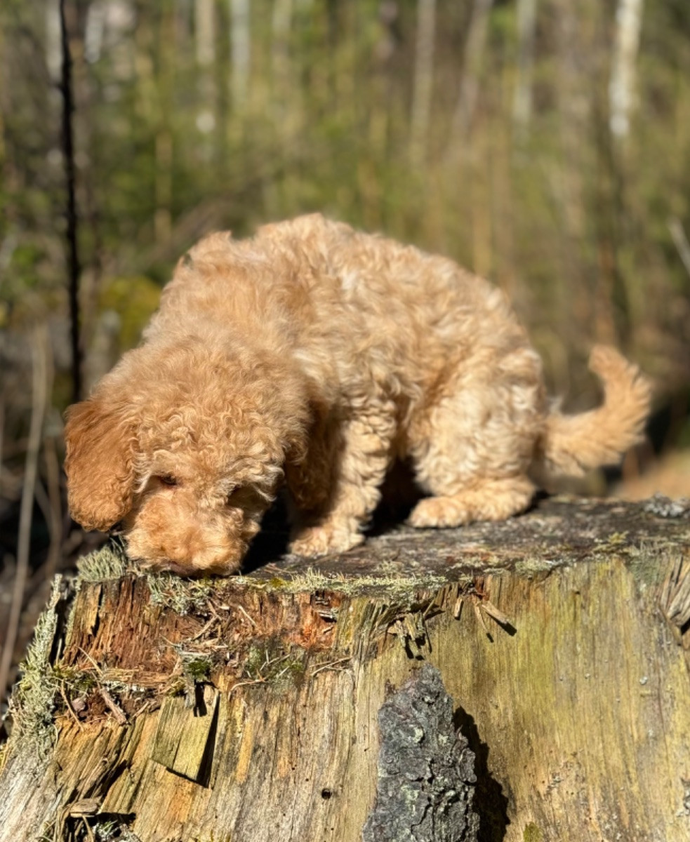 Isadoras Pudel och Cockerpoo