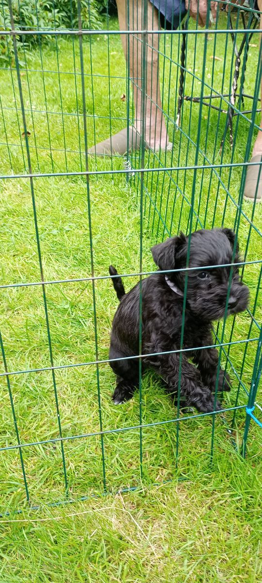 Dværgschnauzer