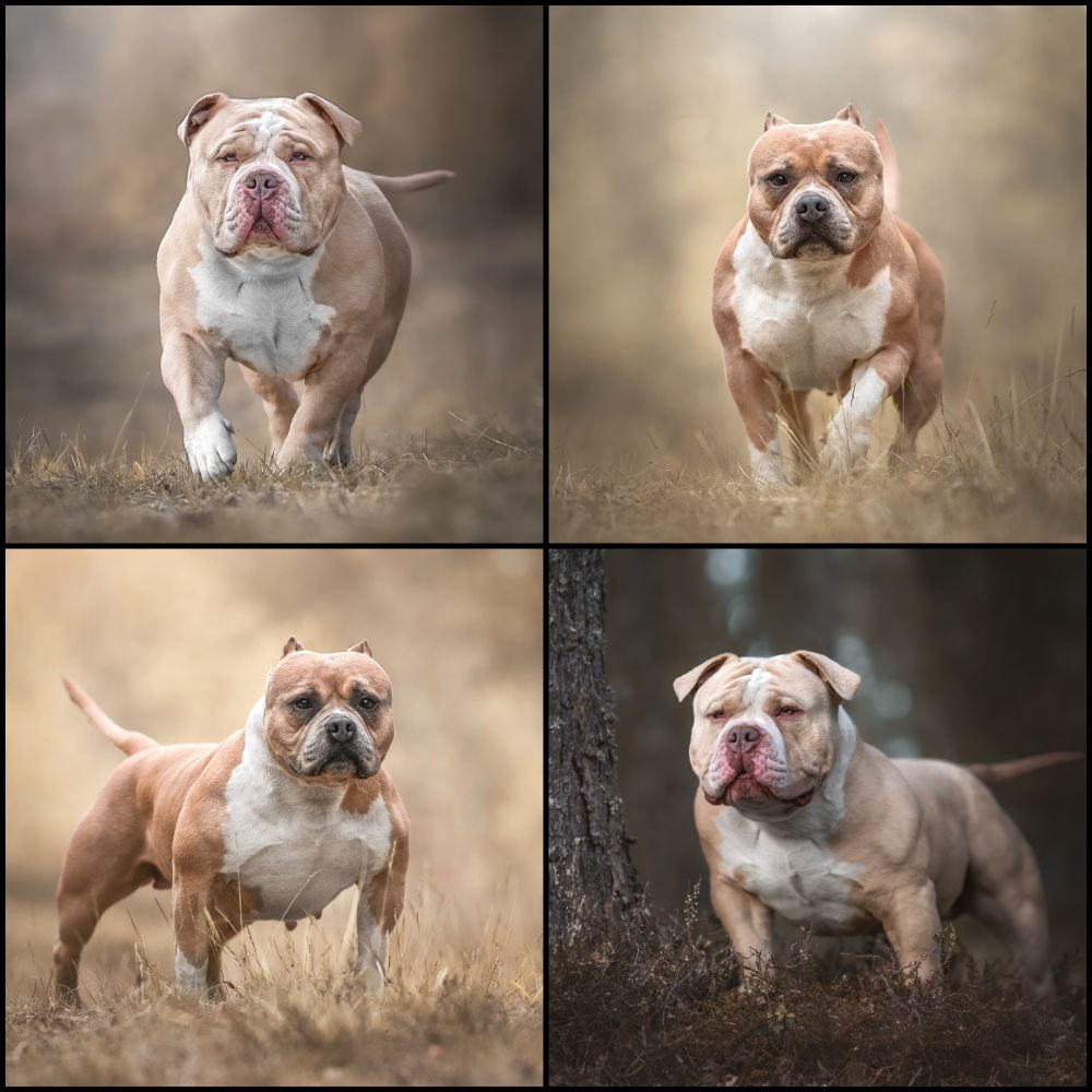 Redhouse Bully