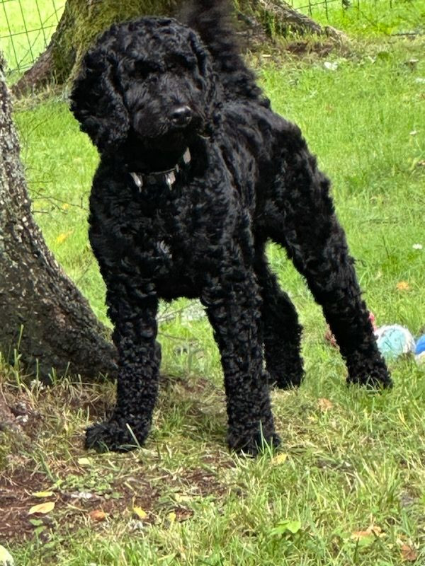 Eng Cockerspaniel Dvärgpudel