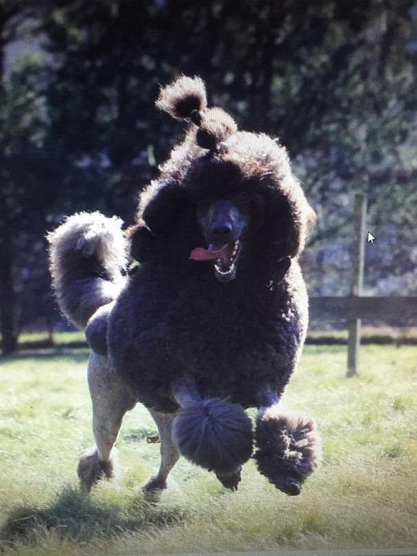 Frihamras kennel