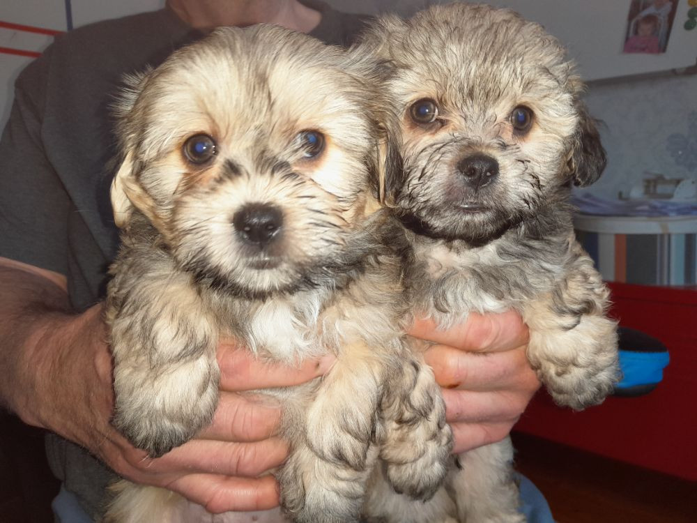 Shiatsu Havannes Toy pudel Lhasa apso