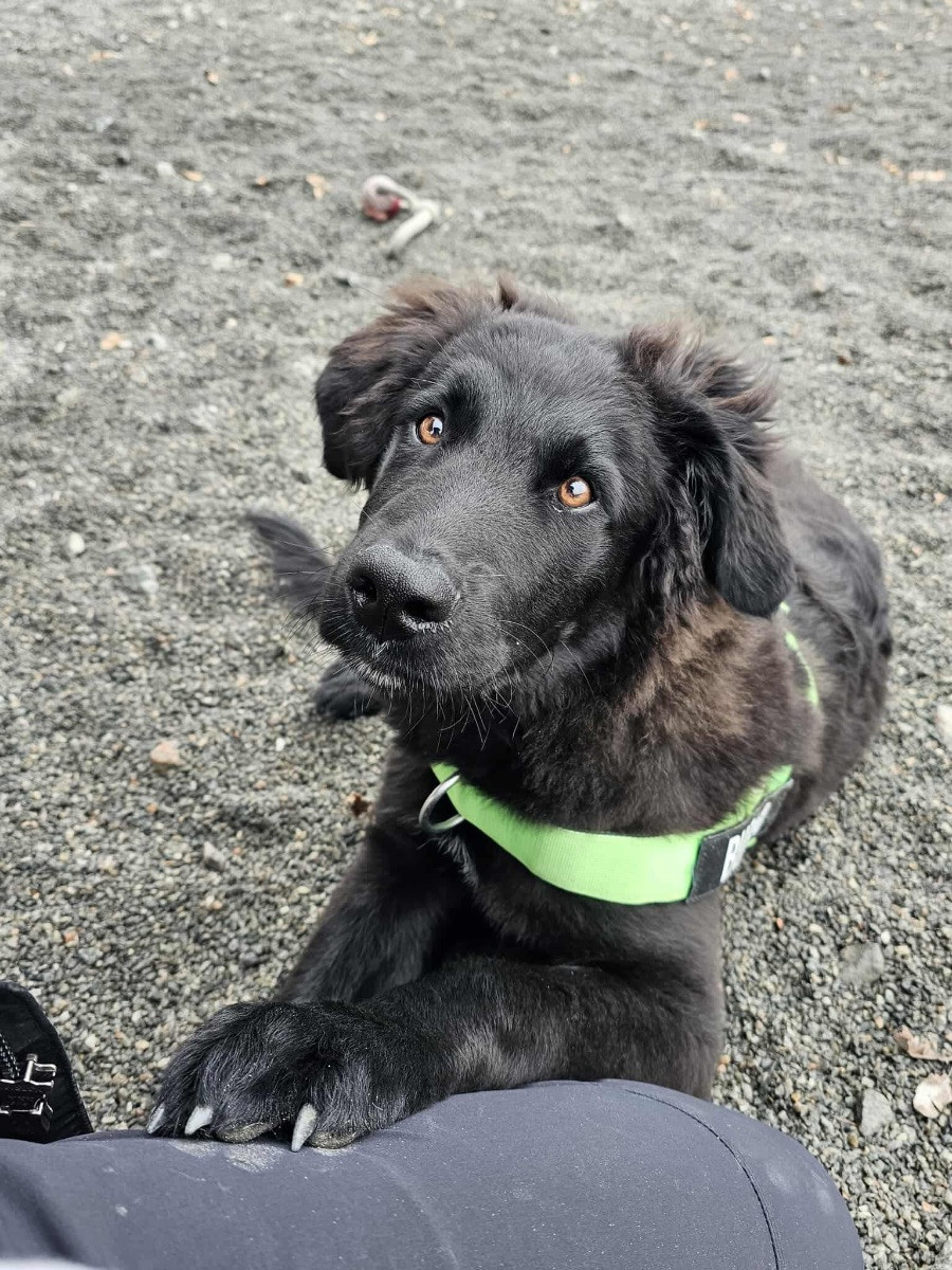 Schäfer, Leonberger, Berner senner · 2025-06-18 · Göteborg · Emelie H.