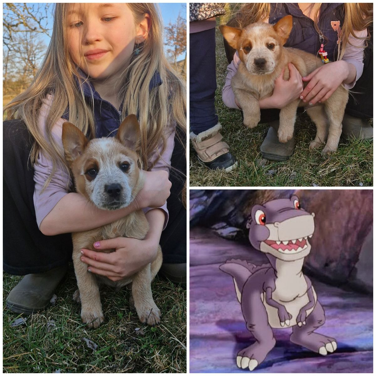 Australian Cattle Dog