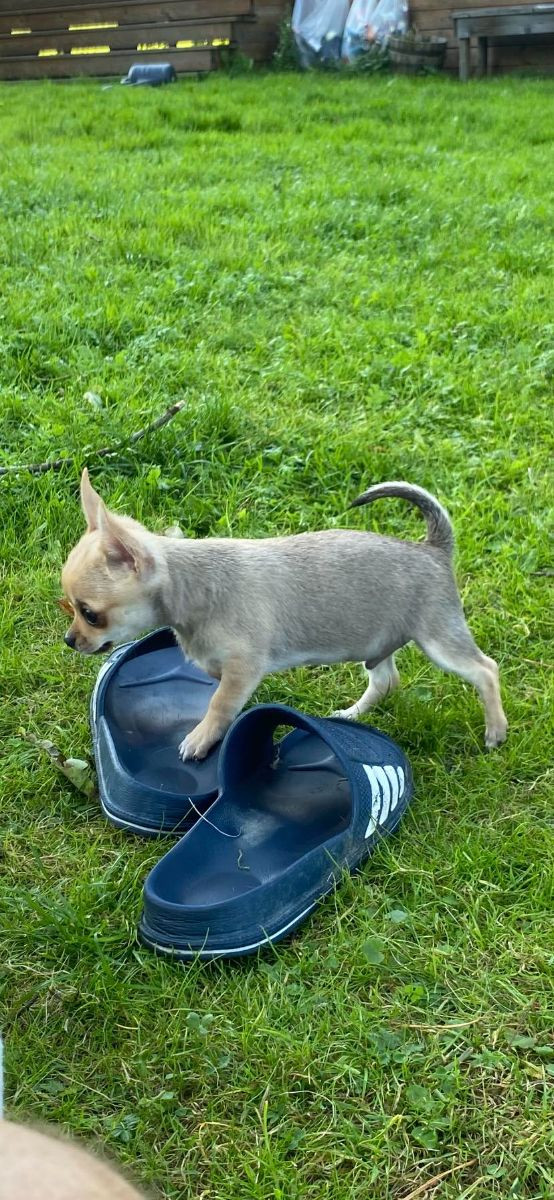 Chihuahua