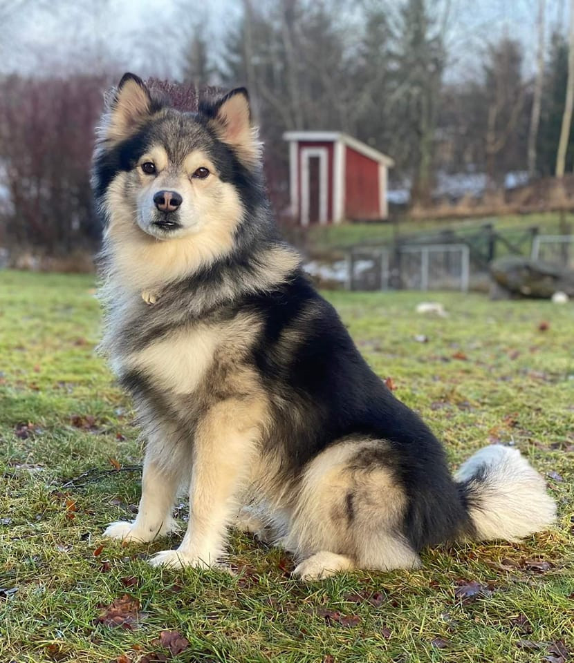 Vallarjäntans