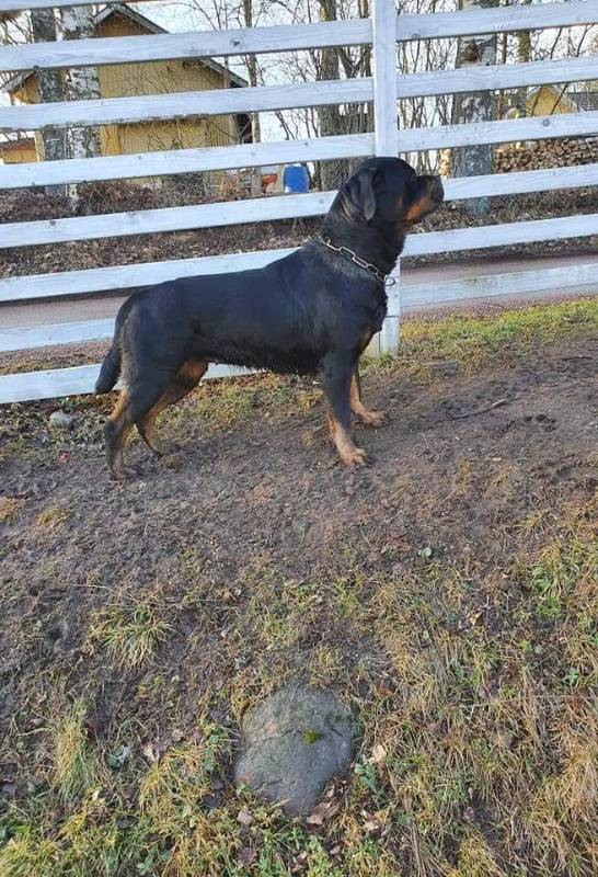 Rottweiler