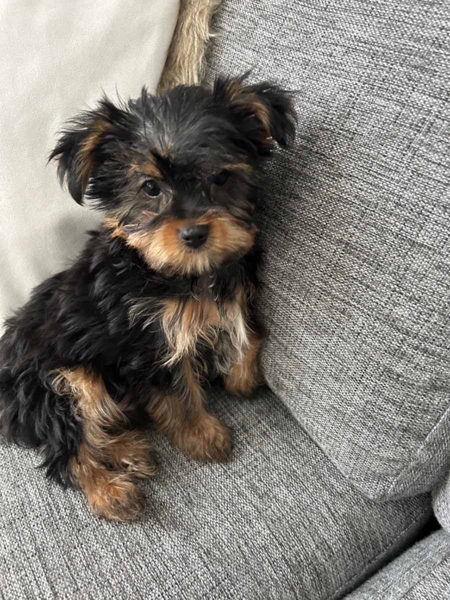 Yorkshireterrier,Chinese crested powder puff,Biewerterrier