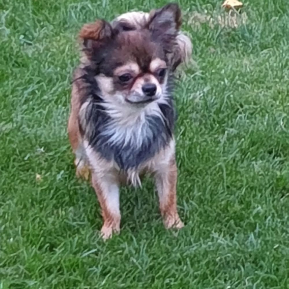 Rocco Pawz