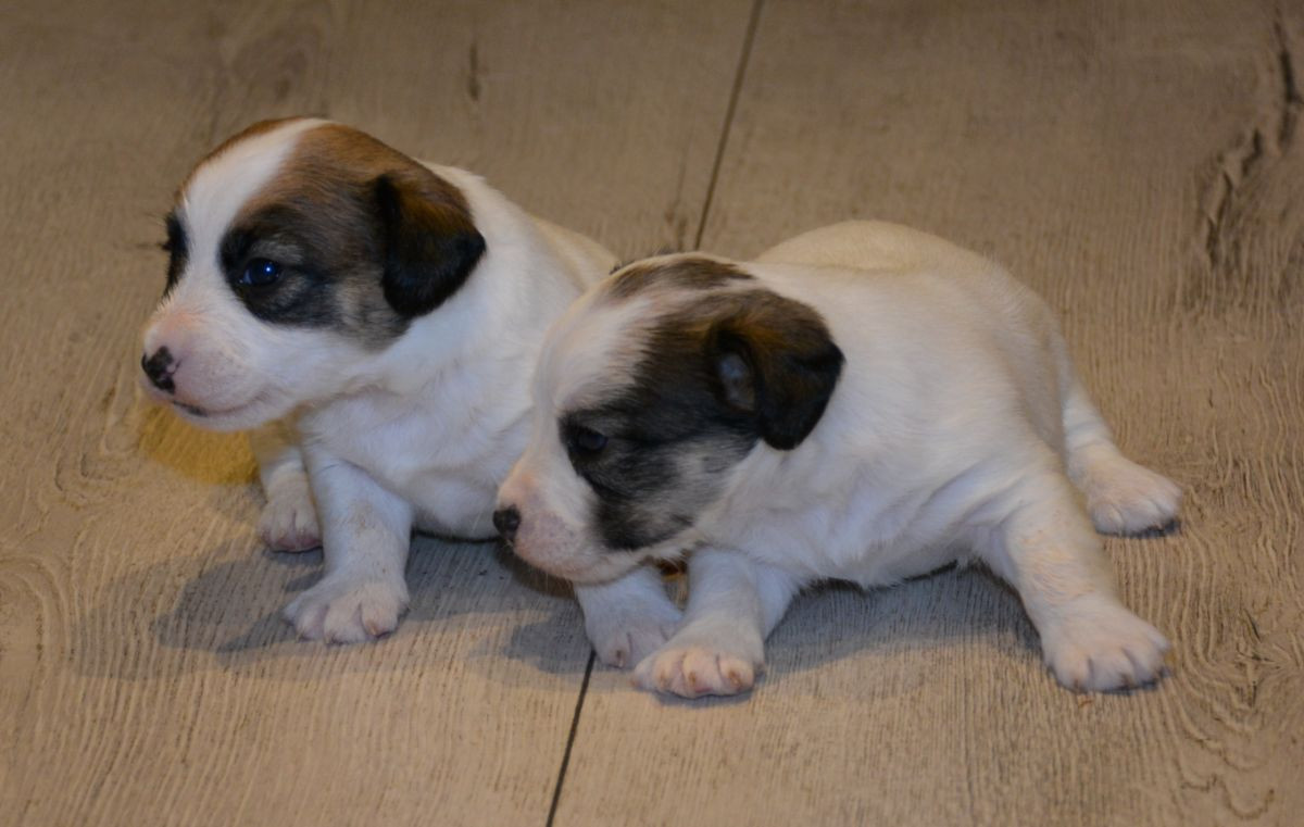 Kennel Ell-Ell's