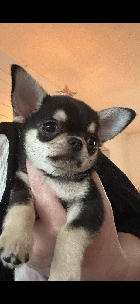 Mini chipette
