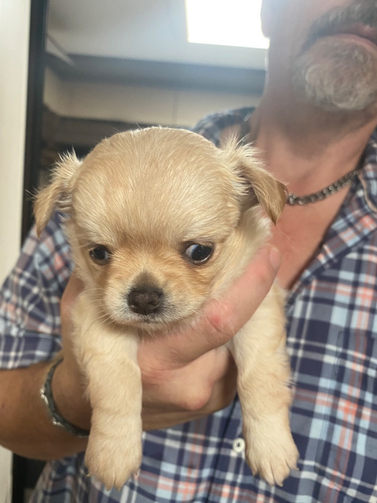 Chihuahua