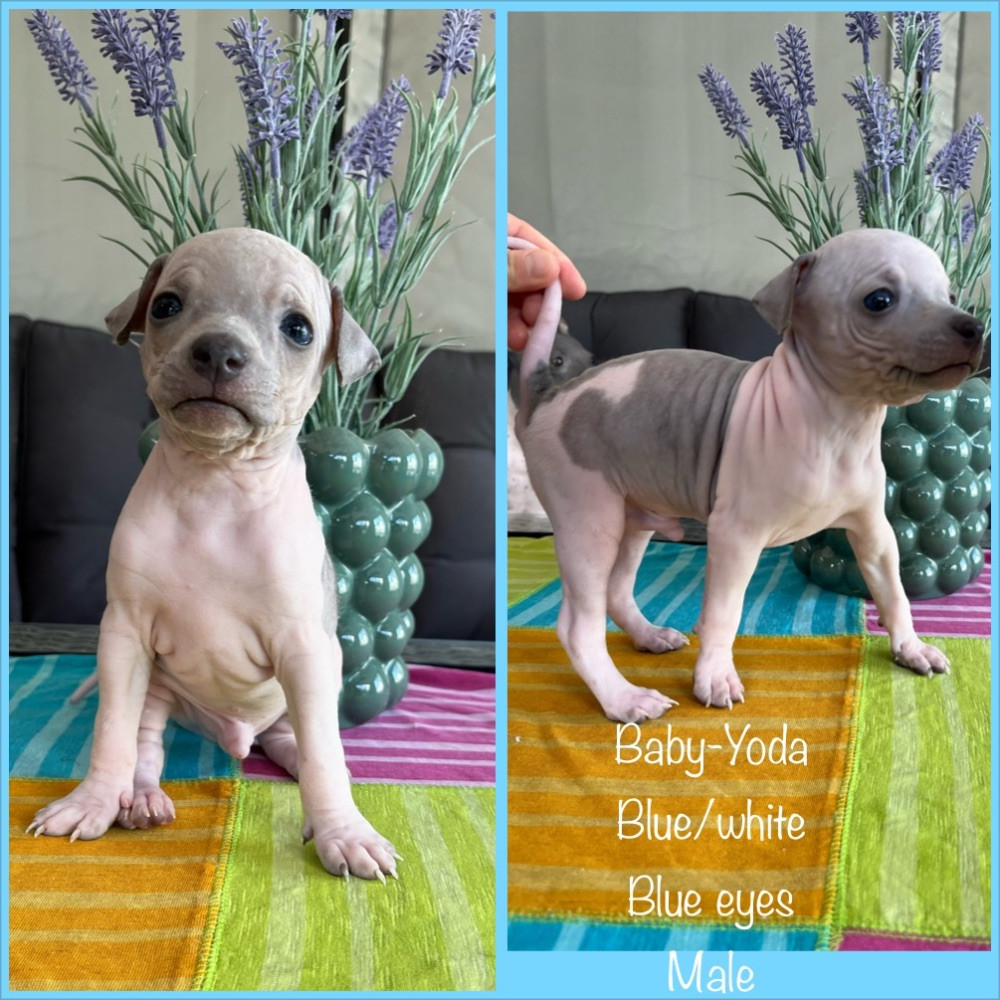 American Hairless Terrier