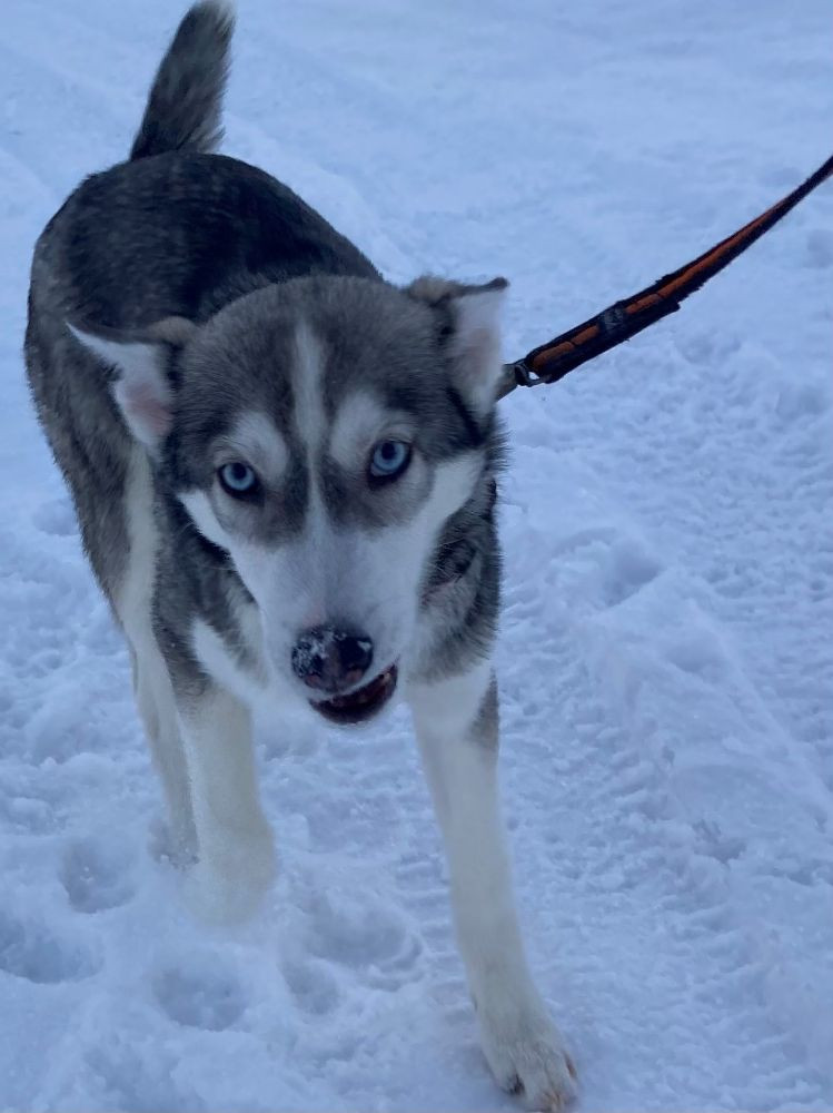 Frostfjället's kennel