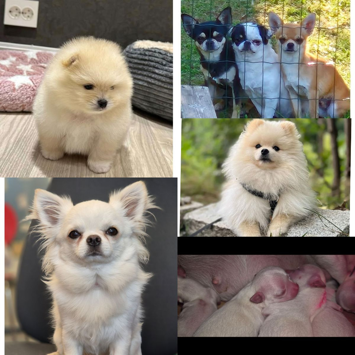 Tiny Puppy