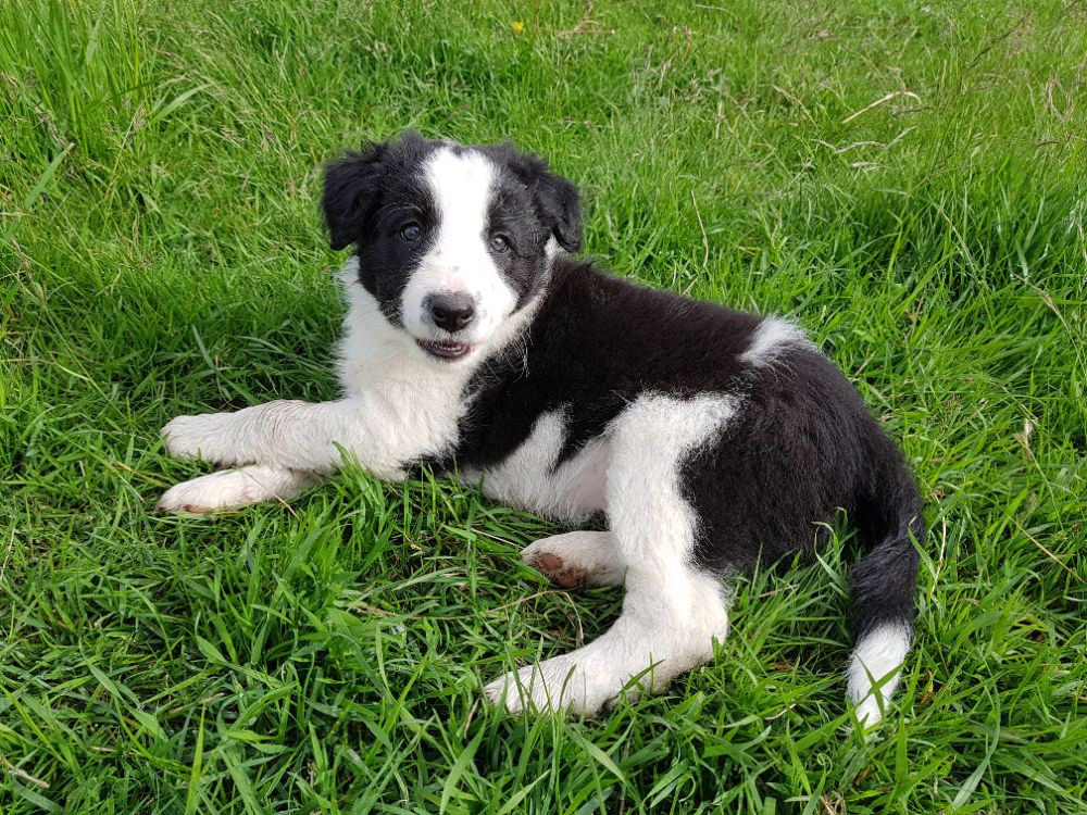 Border collie