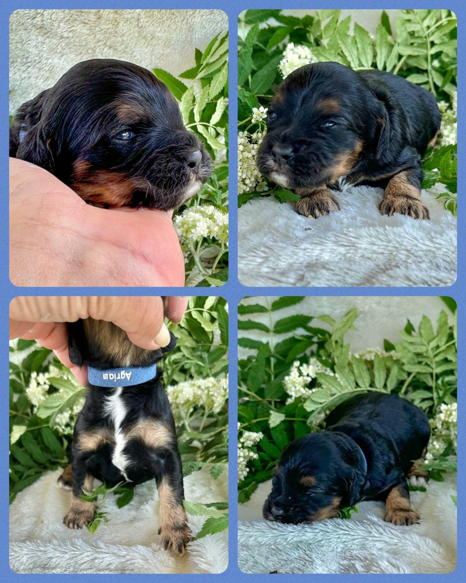 Vaktmästarboställets kennel