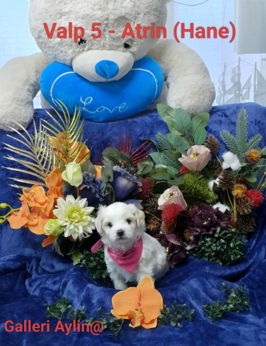 Maltipoo · 2025-11-15 · Göteborg · Ramin H.