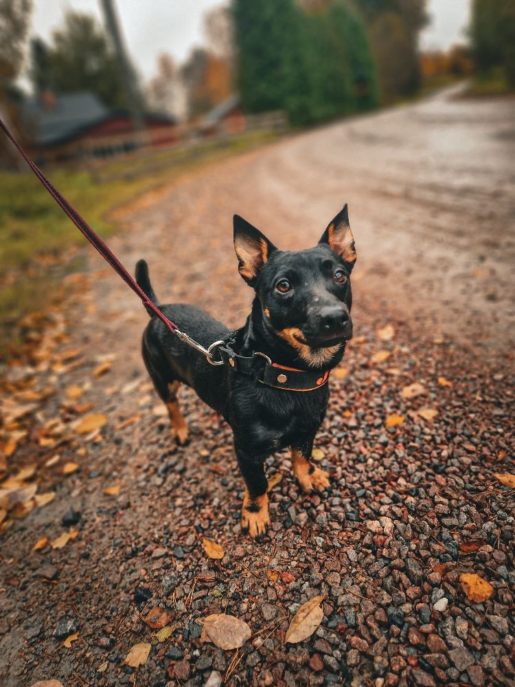 Promising Paws