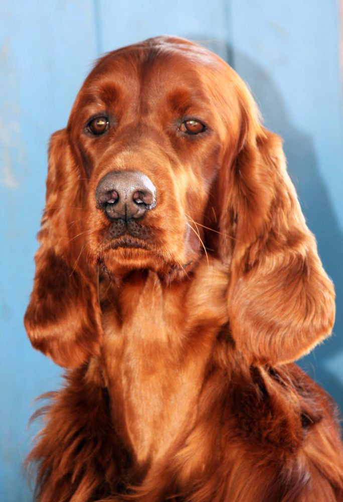 Irish Setter