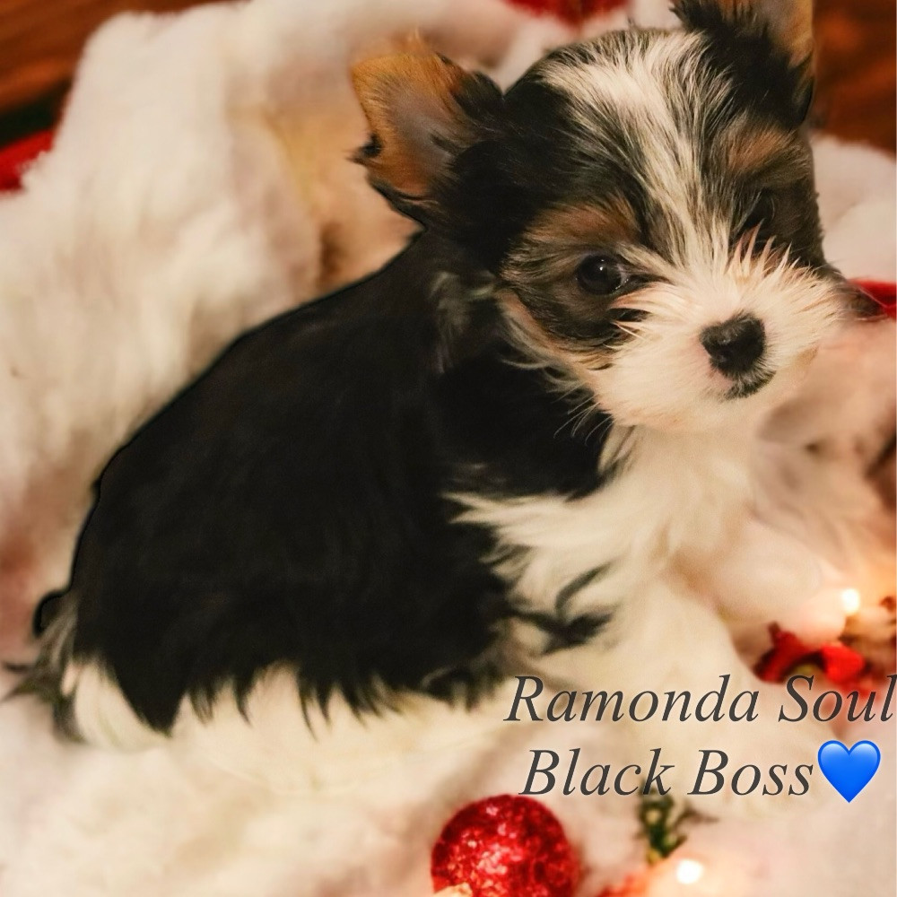 Ramonda Soul