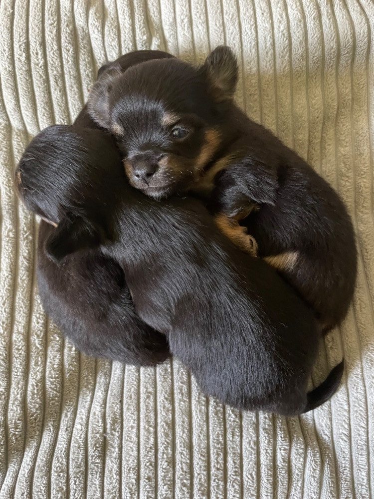 Prazsky Krysarik/chihuahua