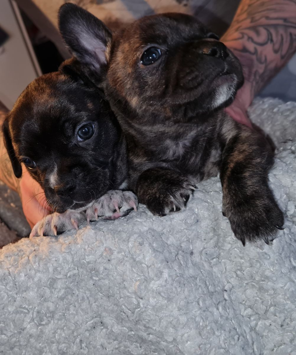 Engstaff,fransk bulldog och amstaff