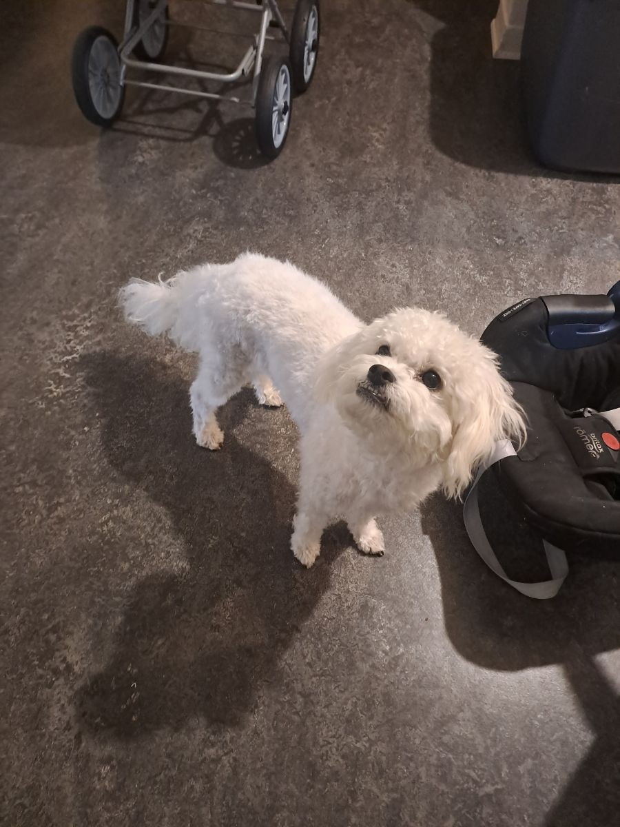 Maltipoo