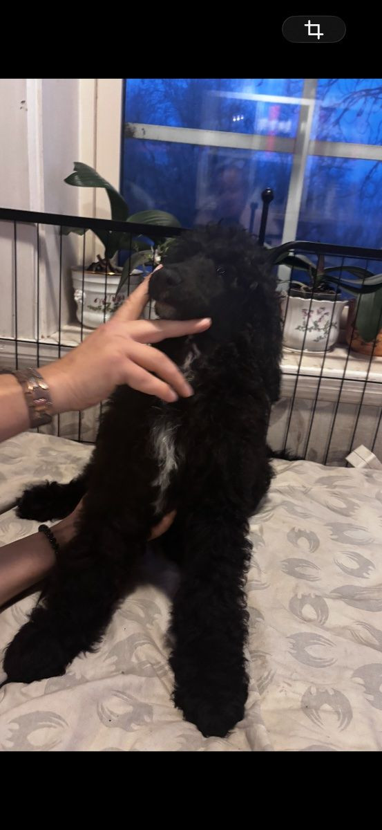 Pawpalett