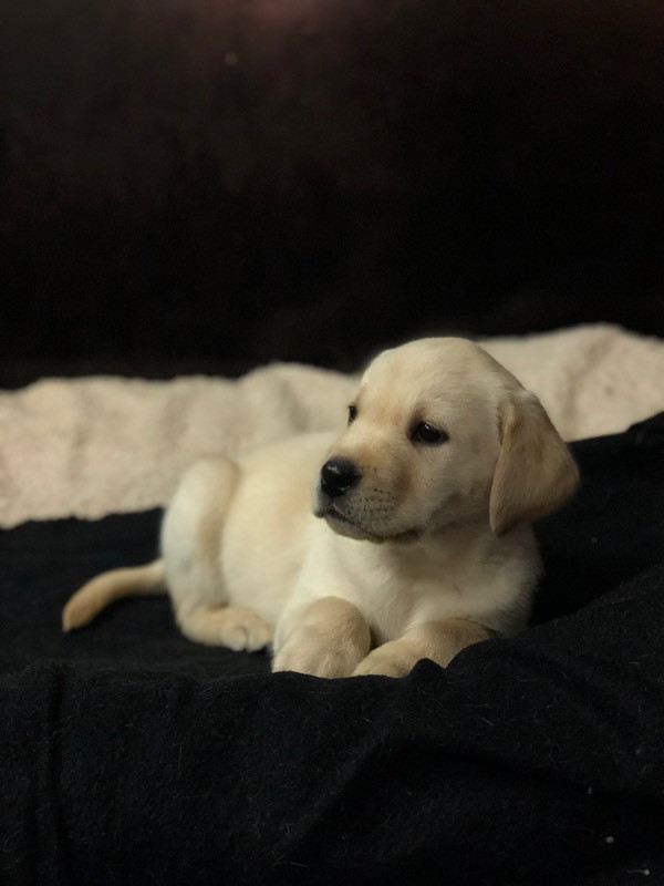Hubbestads säteri kennel