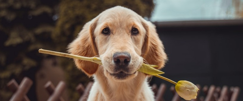 10 Cutest Dog Breeds