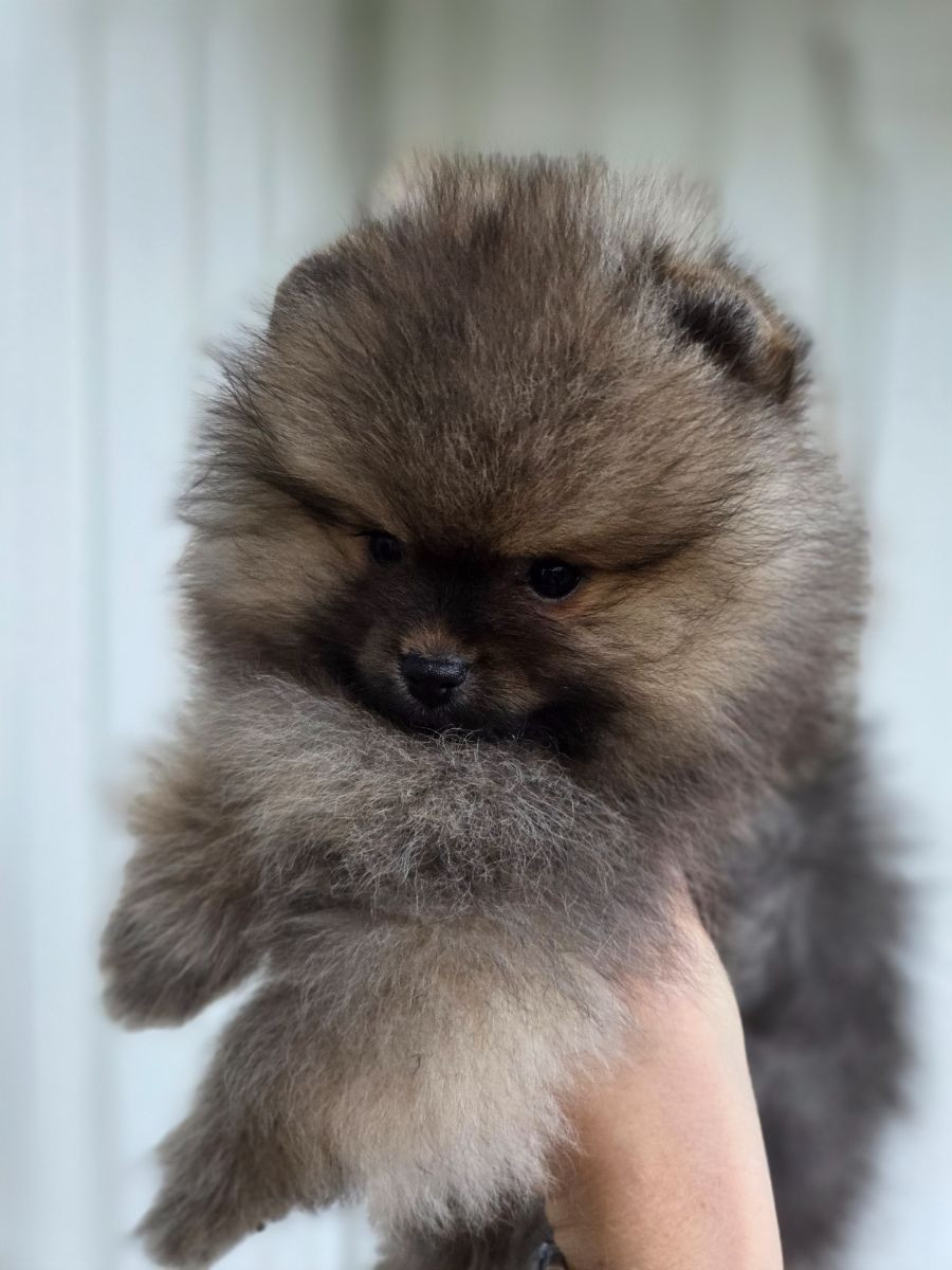Pomeranian