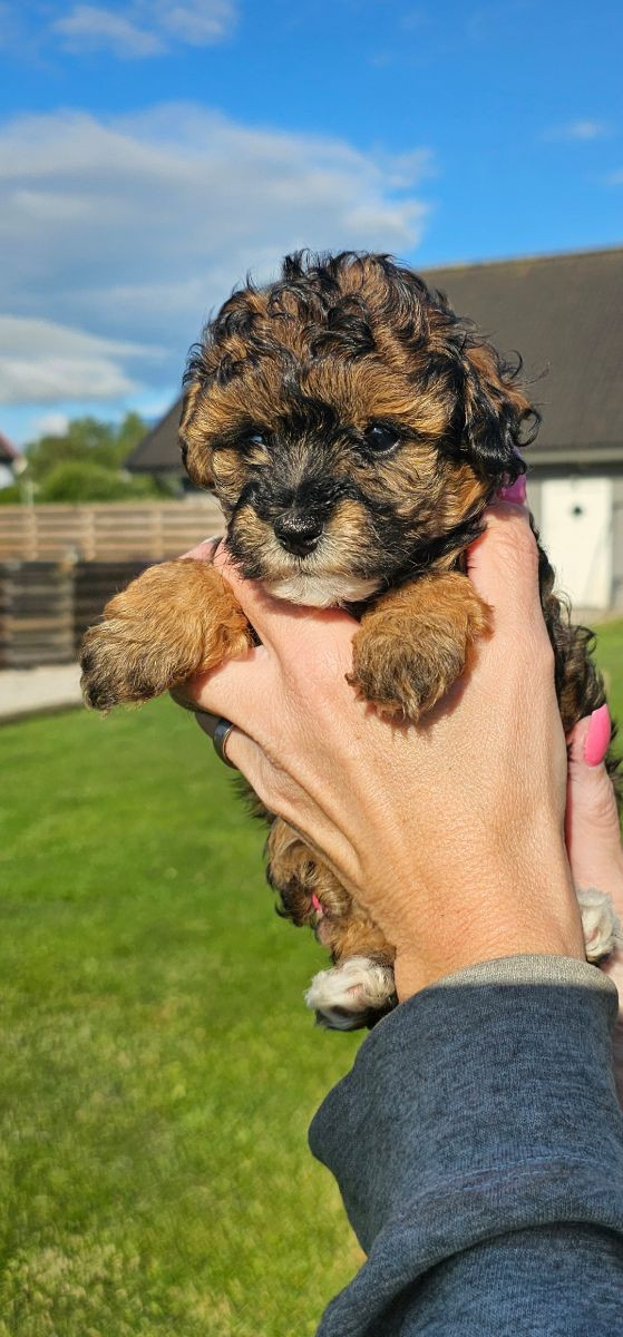 Maltipoo
