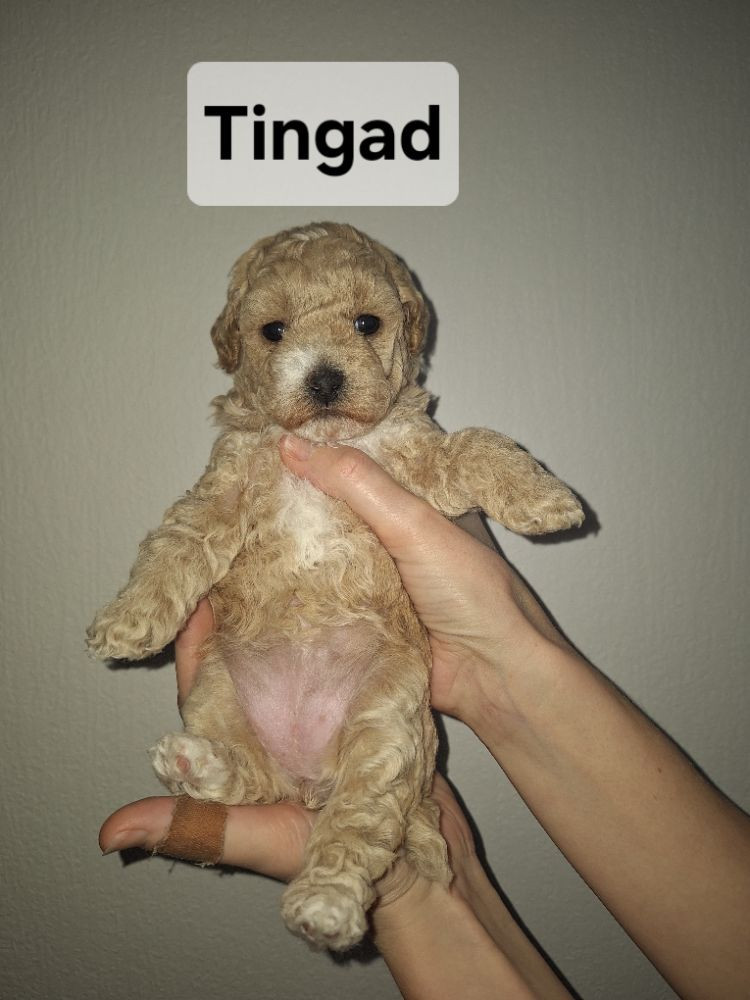 Bichonpoo
