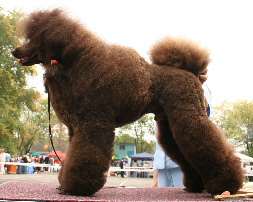 Medium Poodle