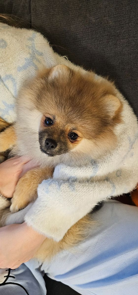 Pomeranian · 2025-08-23 · Enköping · Pomsik Rakaaig