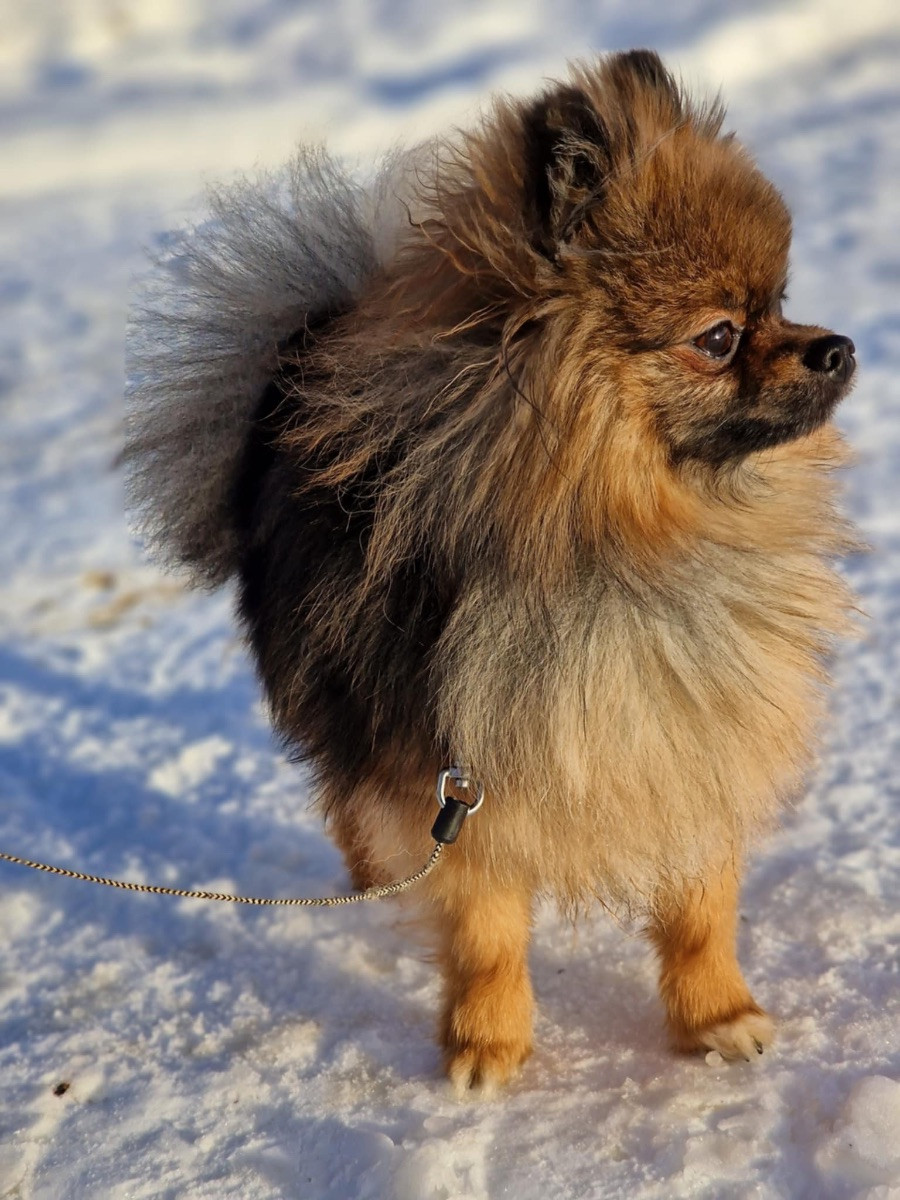 Mihjongs