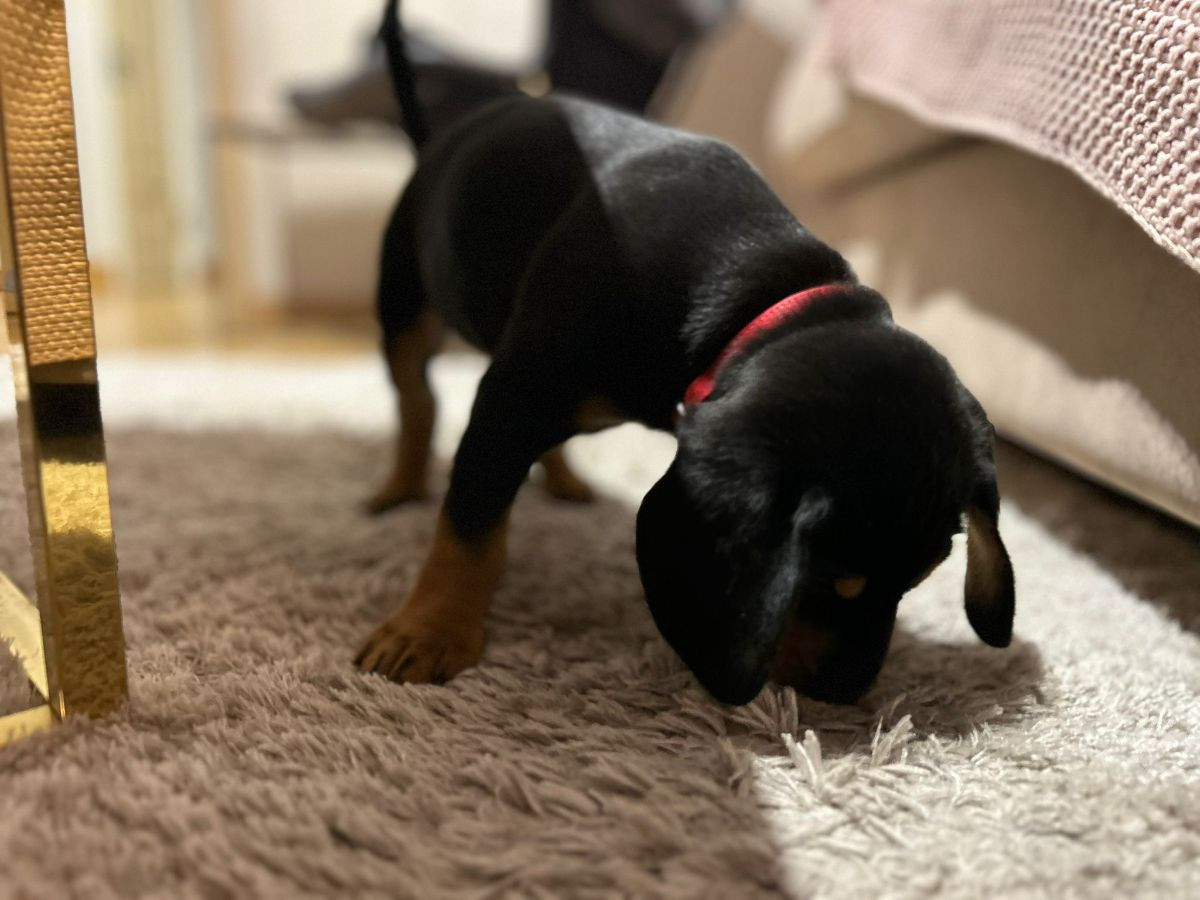 Slovensky Kopov · 2025-11-23 · Lund · Jaktliljans