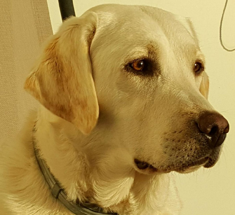 Sjökantens Cockerpoo