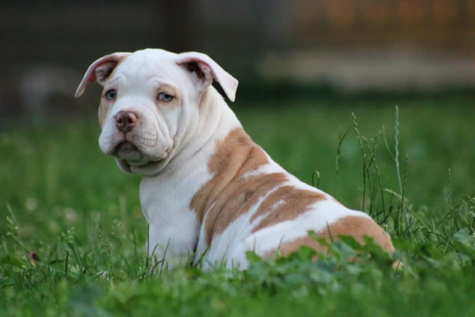 Rosa’s kennel